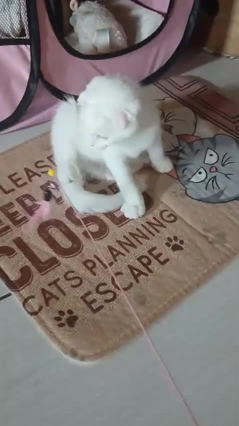 Scottish Fold cats for sale: 1 cutie cream folded girl & 1 straight cream  girl - Video 1