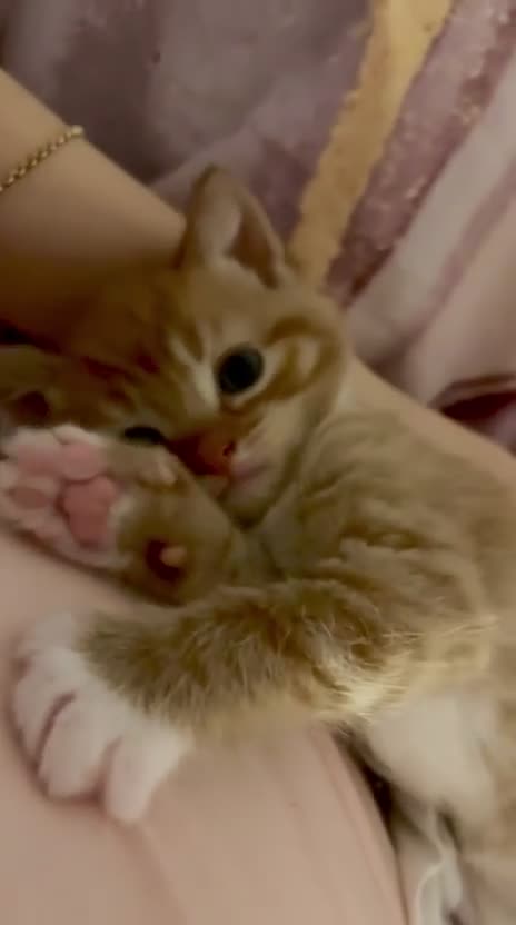 Mixed Breed cats for sale: Lovely Kittens in London - Video 1