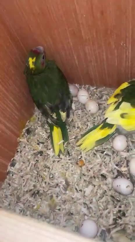 Parakeets birds for sale: Beautiful 7 week old Kakarikis - Video 1