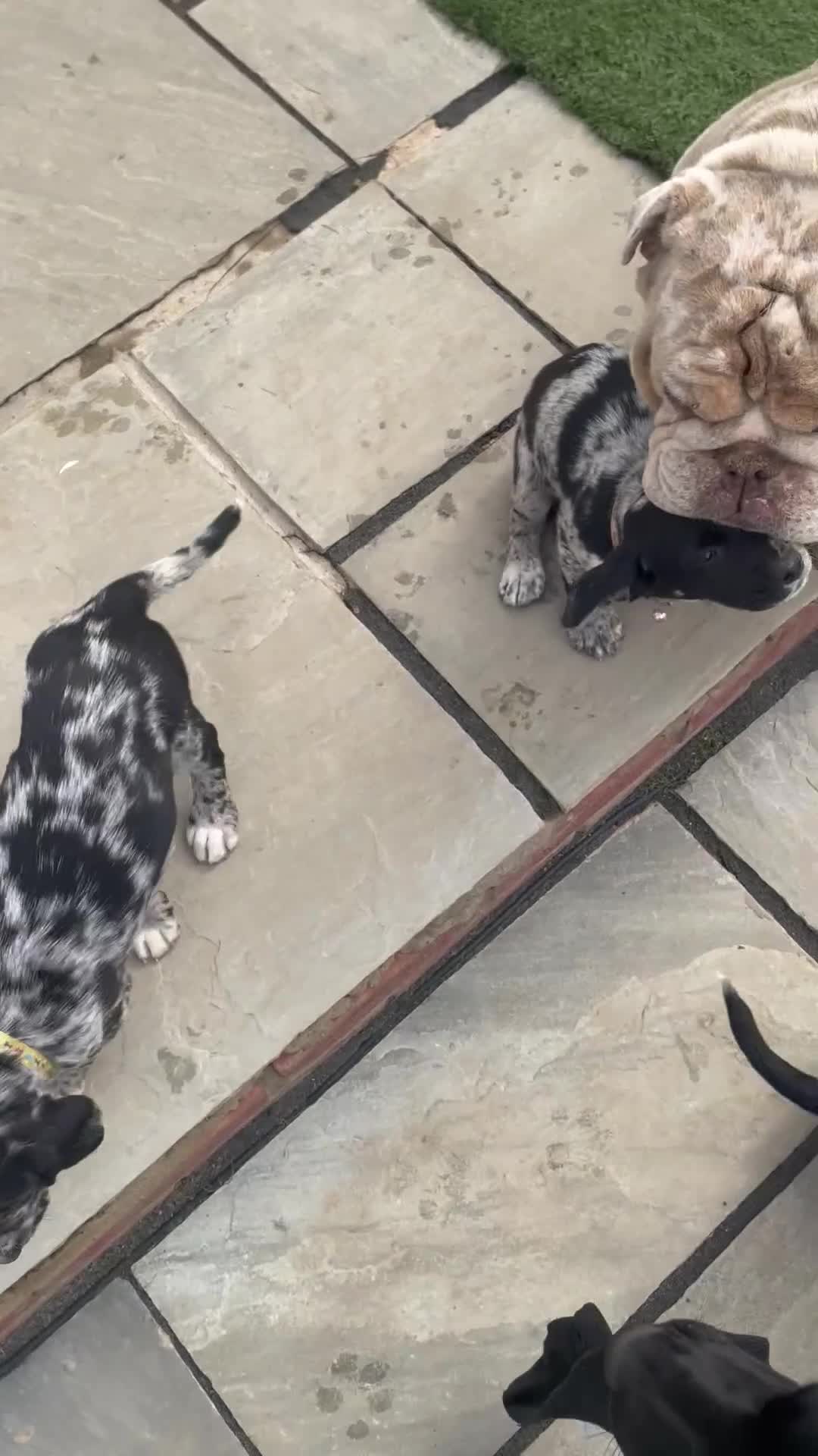 Cockerdor dogs for sale: Beautiful cockador puppys for sale  - Video 1