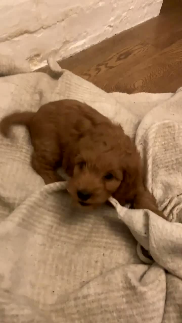 Cockapoo dogs for sale: F1 cockapoo curly black boy - Video 2