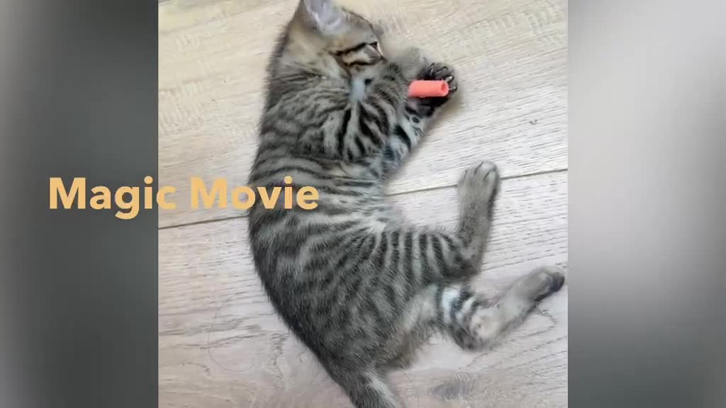 Ragdoll cats for sale: 🐾Only 4 Gorgeous Kittens Left🐾 - Video 1