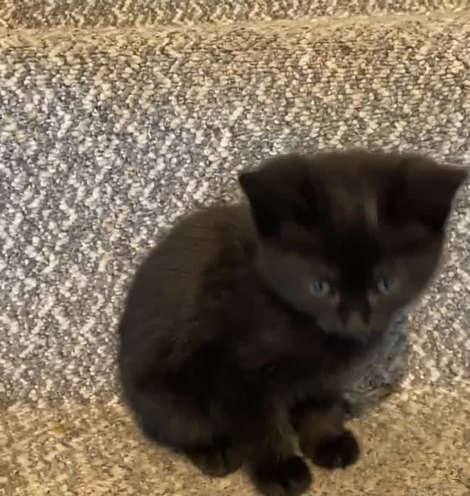 Mixed Breed cats for sale: REDUCED!! £100!! LAST KITTENS!! READY TO LEAVE  - Video 1