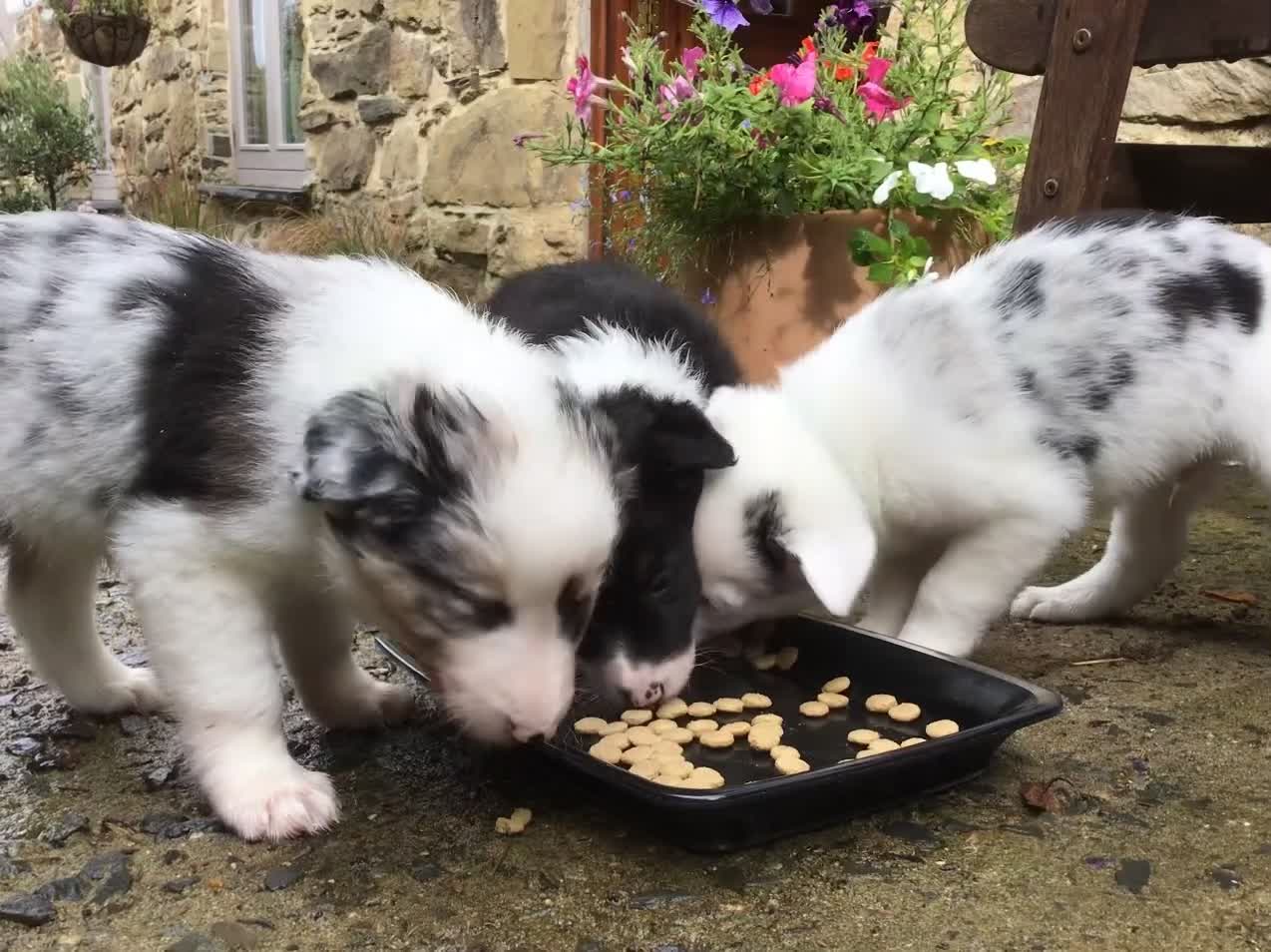 Border Collie dogs for sale: Litter 2 Blue Merles 1 Black and White collie pups - Video 1