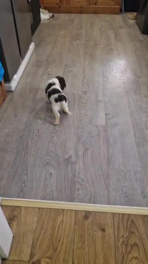 Sprocker dogs for sale: Gorgeous Sprocker Spaniel Puppies! - Video 1