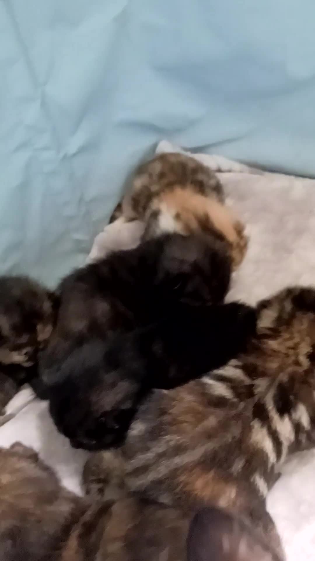 Domestic Shorthair cats for sale: Stunning kittens for sale - Video 4