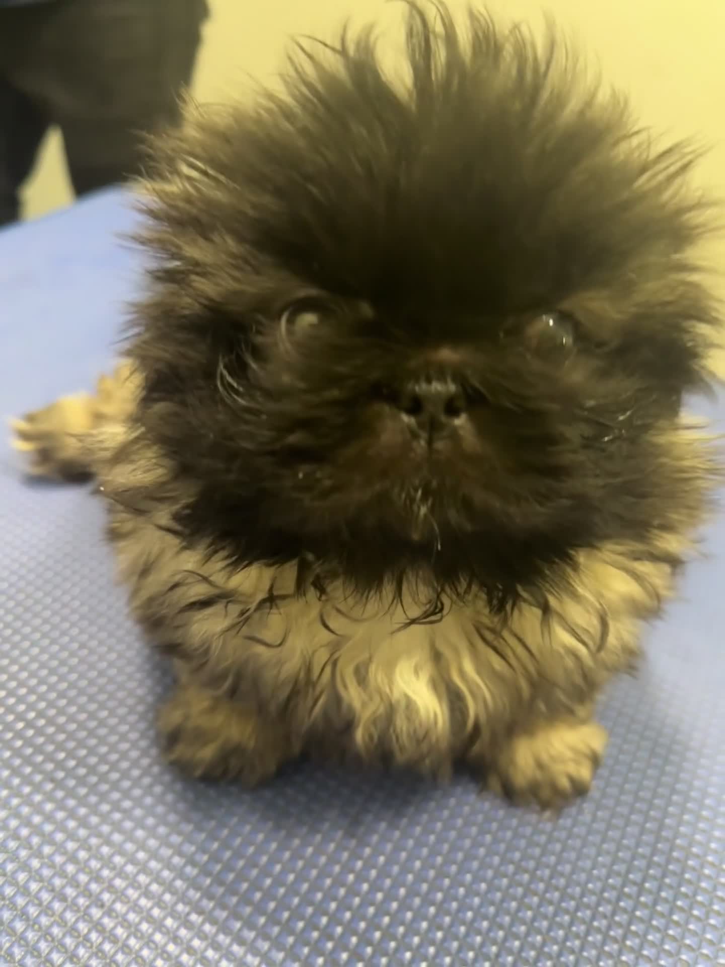 Pekingese dogs for sale: Handsome pure pedigree Pekingese  - Video 3