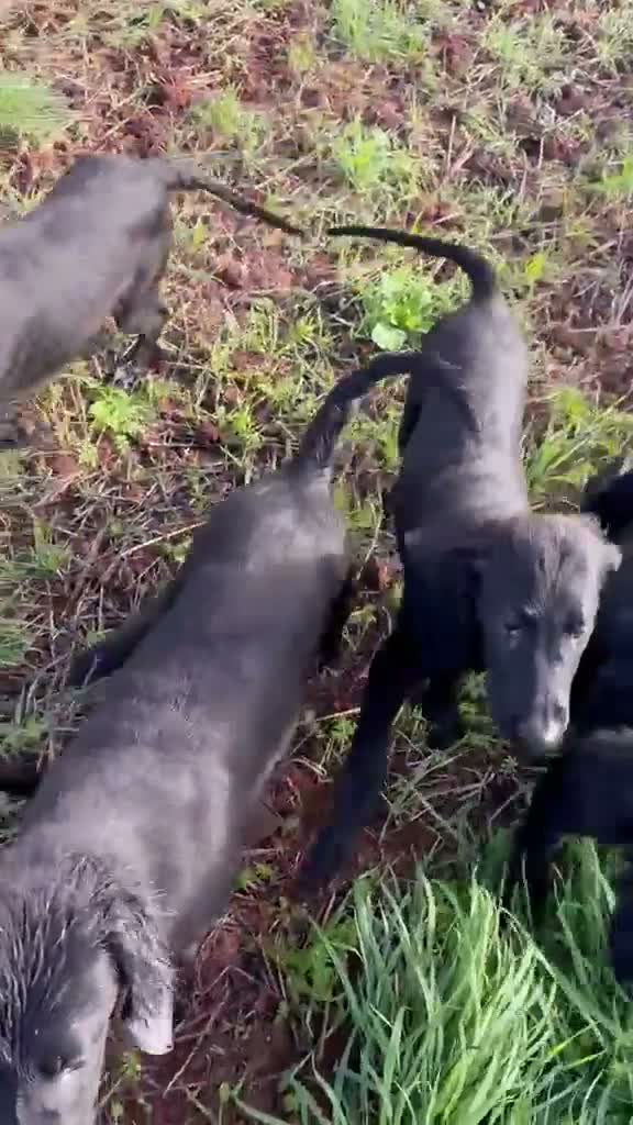 Flat coated Retriever dogs for sale: Available Immediately! - Video 1