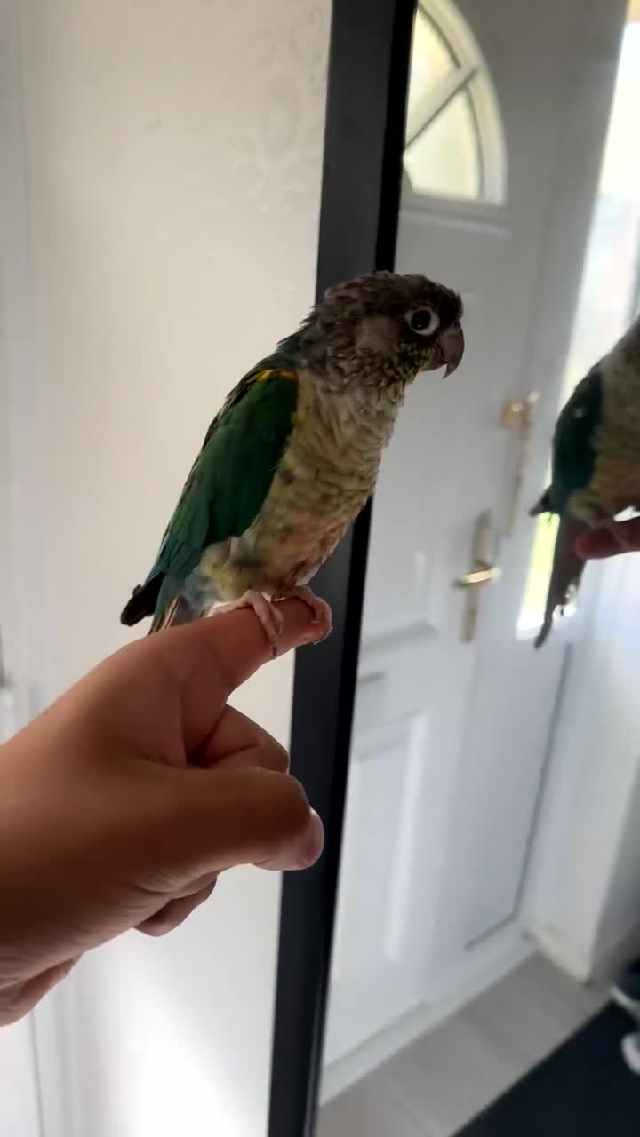 Conures birds for sale: Pair of hand reared conures - Video 2