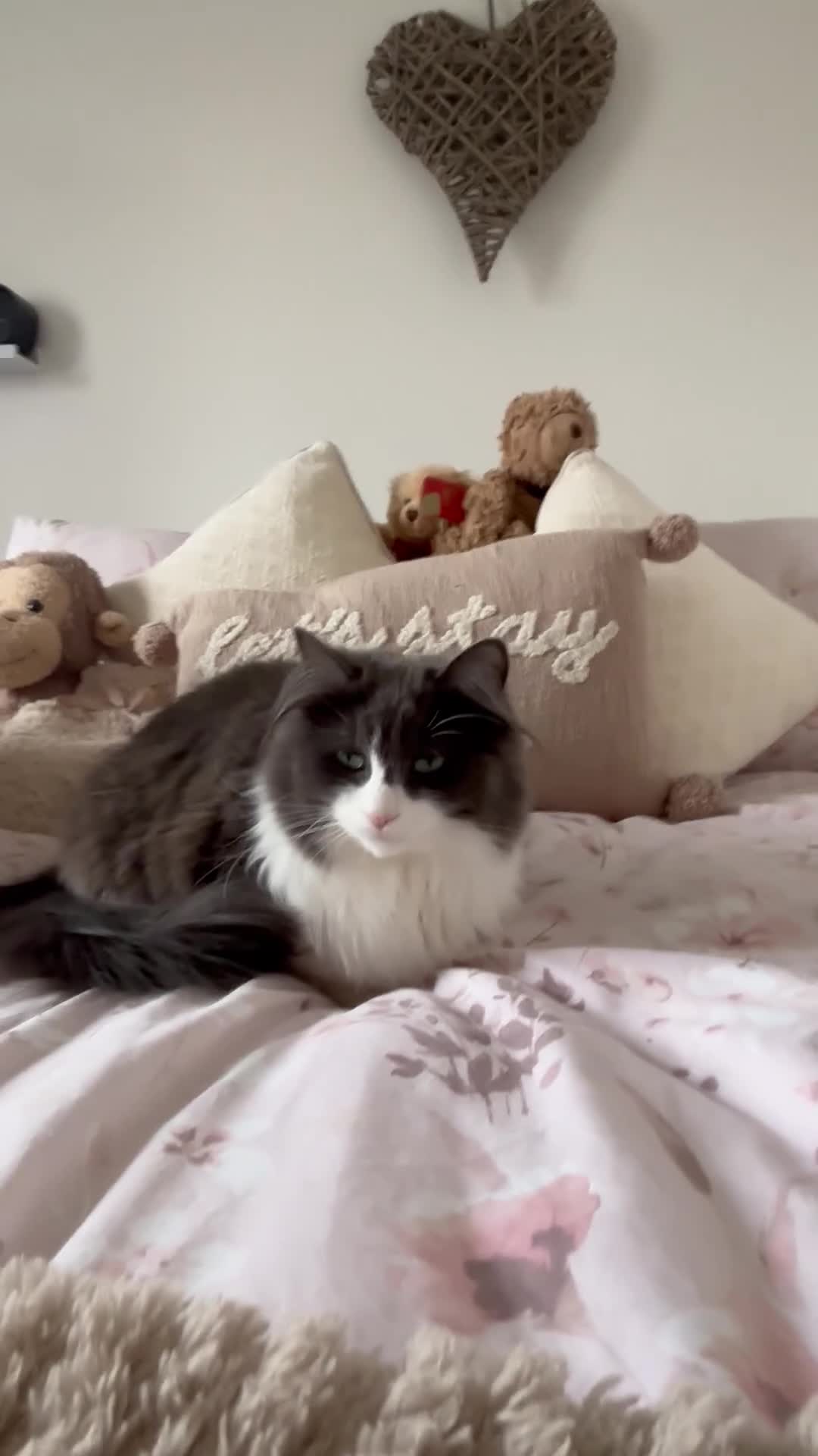 Mixed Breed cats for sale: Beautiful 1.5 Year Old Cat Looking for Loving Home in Colchester - Video 1