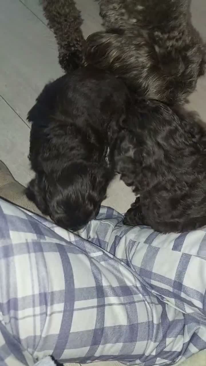 Cockapoo dogs for sale: Cockapoo Puppies in Ardrossan - Video 2
