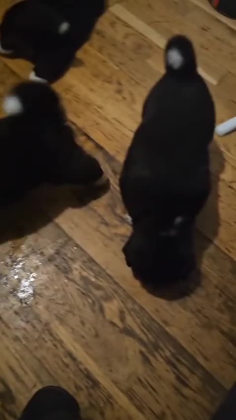 Akita dogs for sale:  American/ Japanese Akitas - Video 1