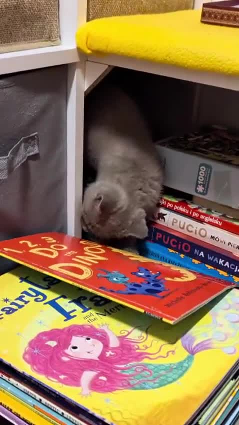 British Shorthair cats for sale: Stunning British Shorthair kittens boy and girl - Video 1