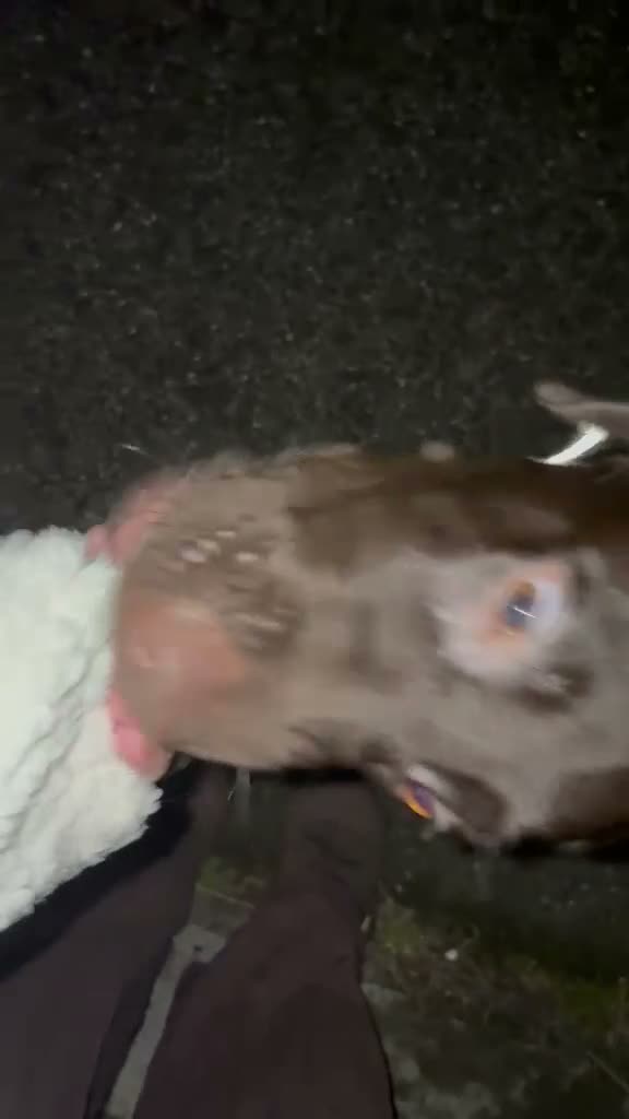 Labrador Retriever dogs for sale: Male  in Huddersfield - Video 1