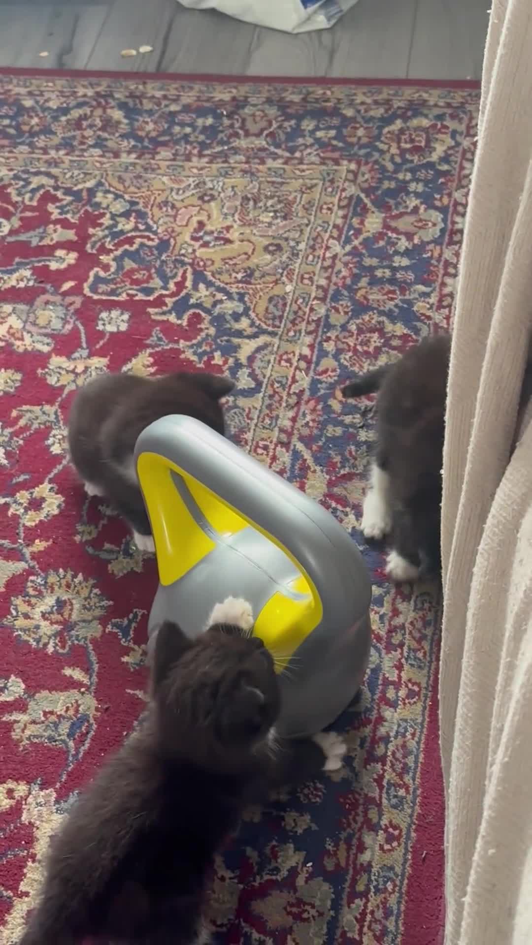 Mixed Breed cats for sale: 3 female kittens waiting to be rehoused  in Gillingham - Video 1