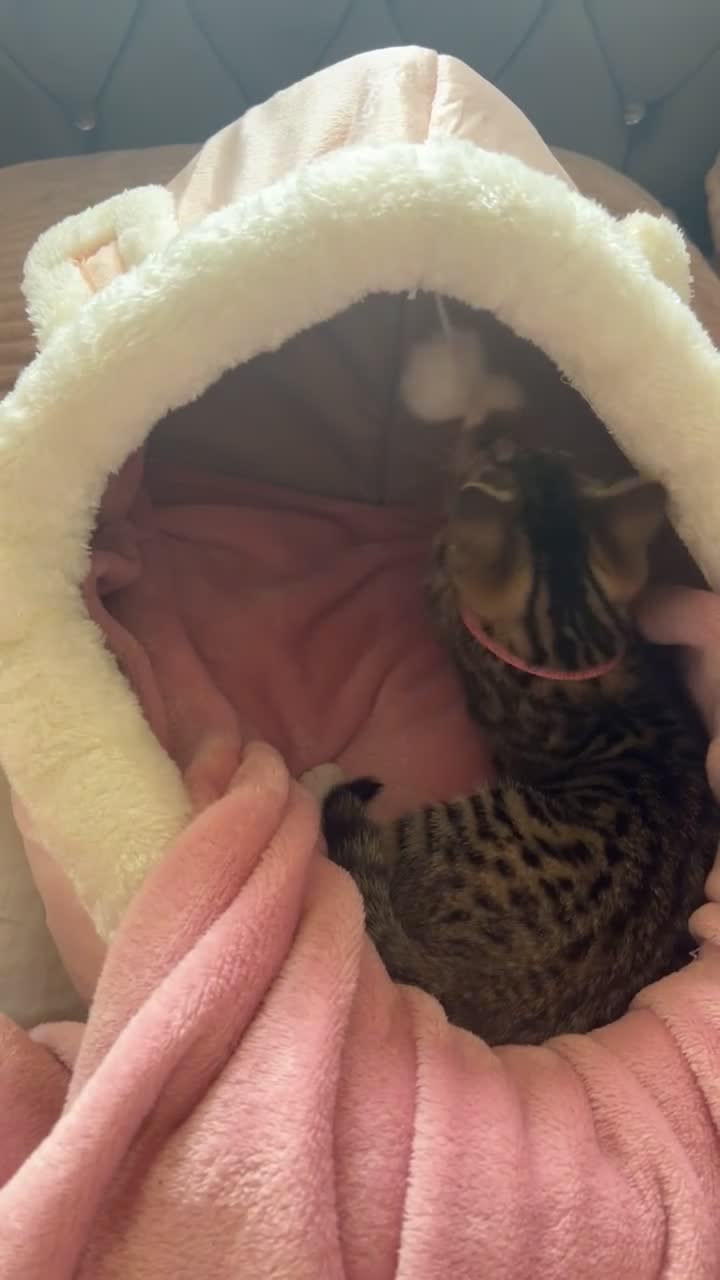Mixed Breed cats for sale: 9 weeks female tabby cat in Rochdale - Video 1