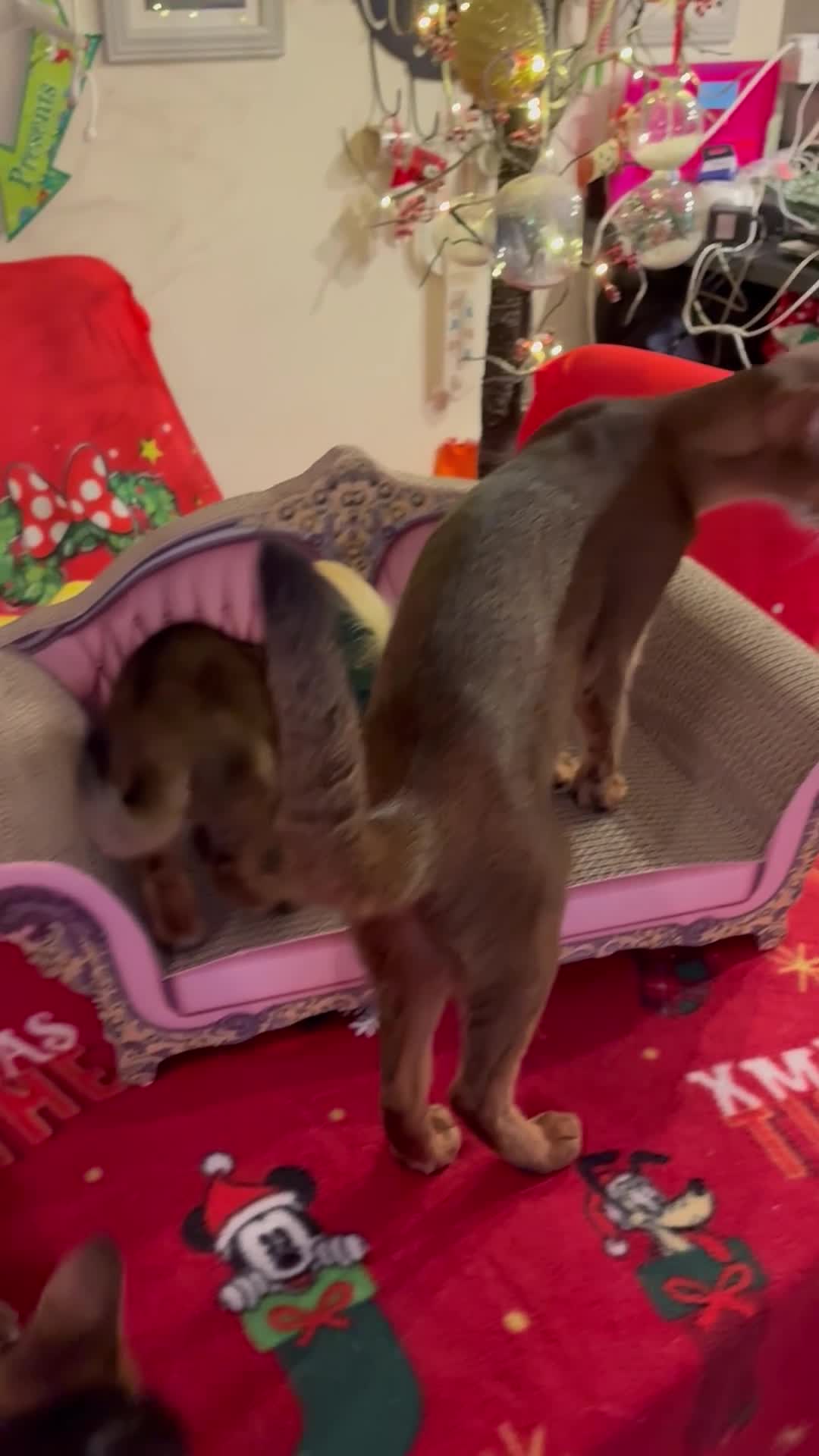 Abyssinian cats for sale: Abyssinian kittens looking for forever homes - Video 1