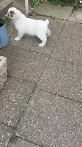 Golden Retriever dogs for sale: Super, chunky cream Goldie pups - Video 1