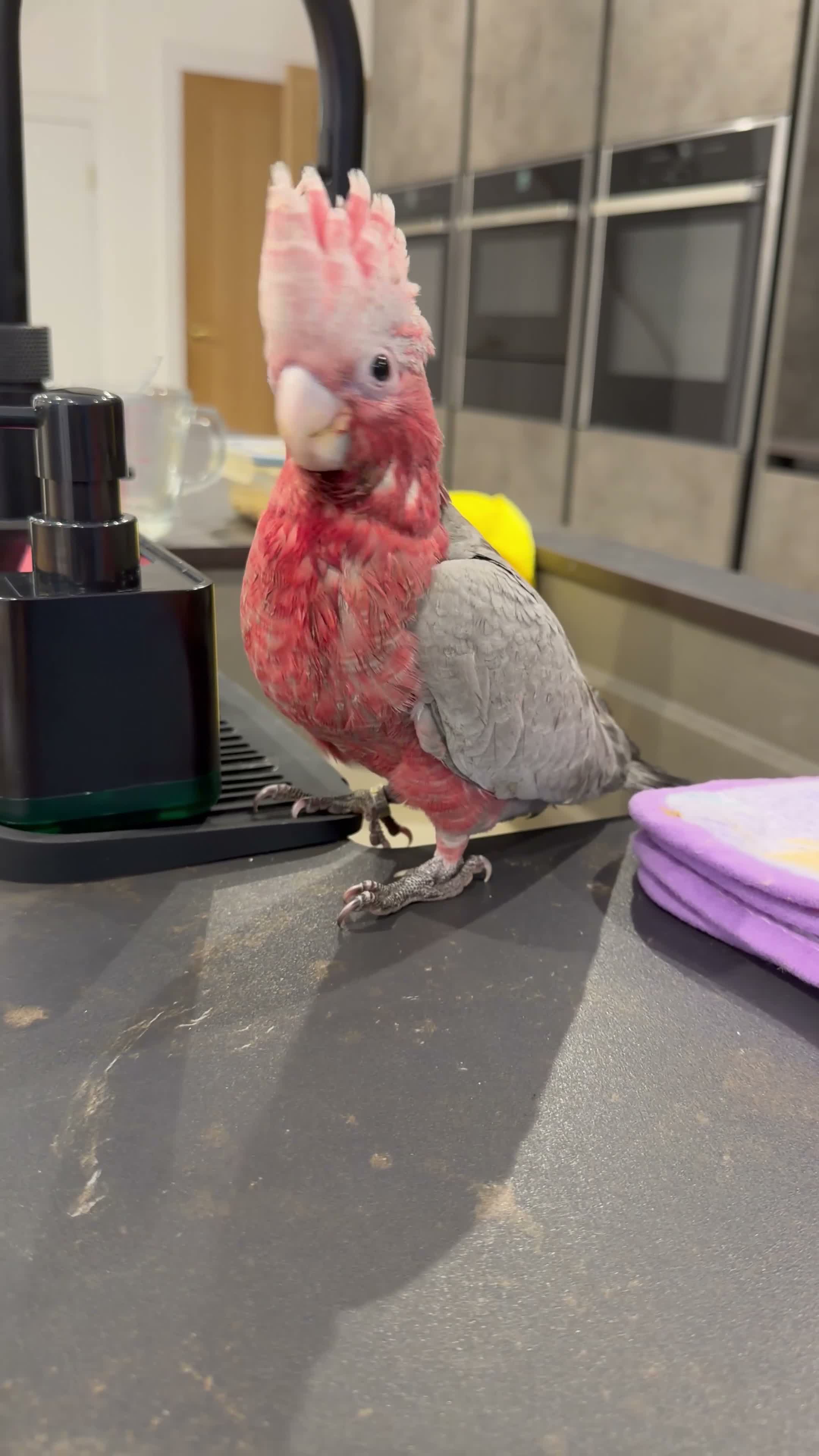 Cockatoo birds for sale: ***Deposit secured*** Silly Tame Galah Cockatoo  - Video 2