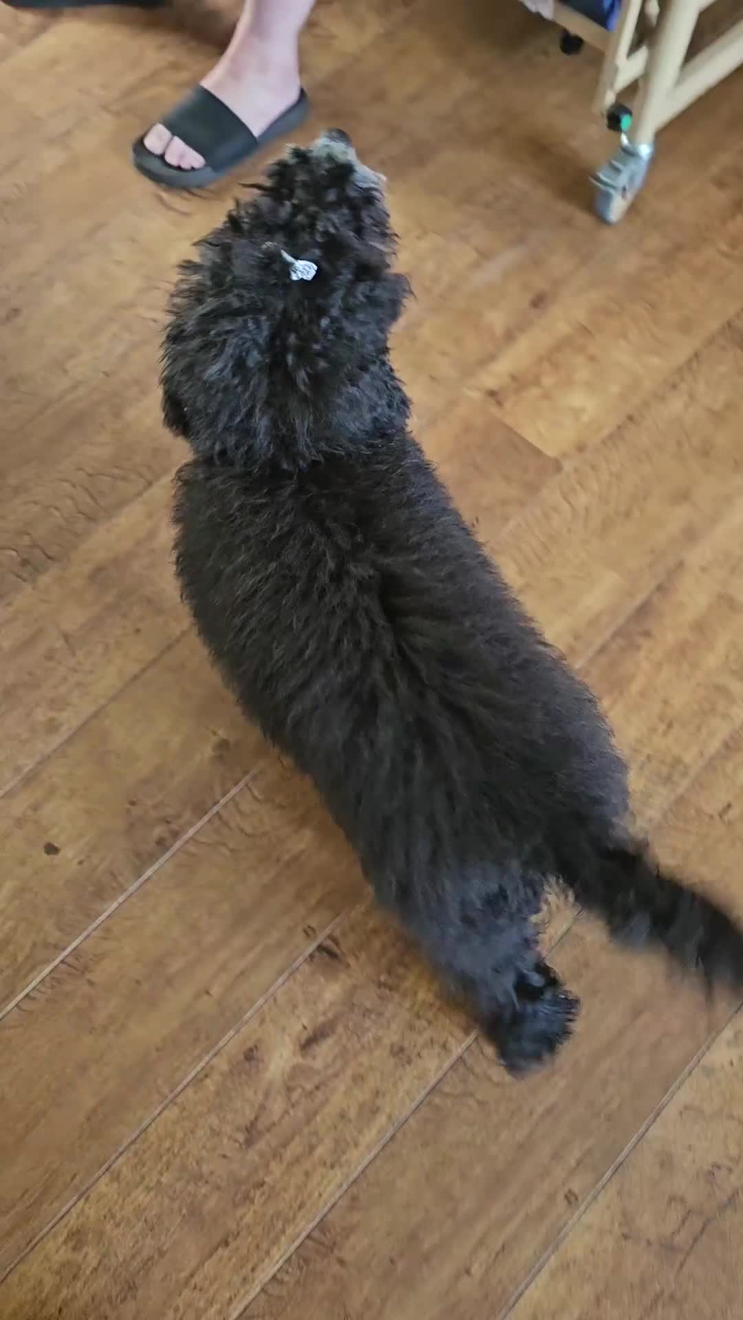 Maltipoo dogs for sale: 6 months old maltipoo - Video 1