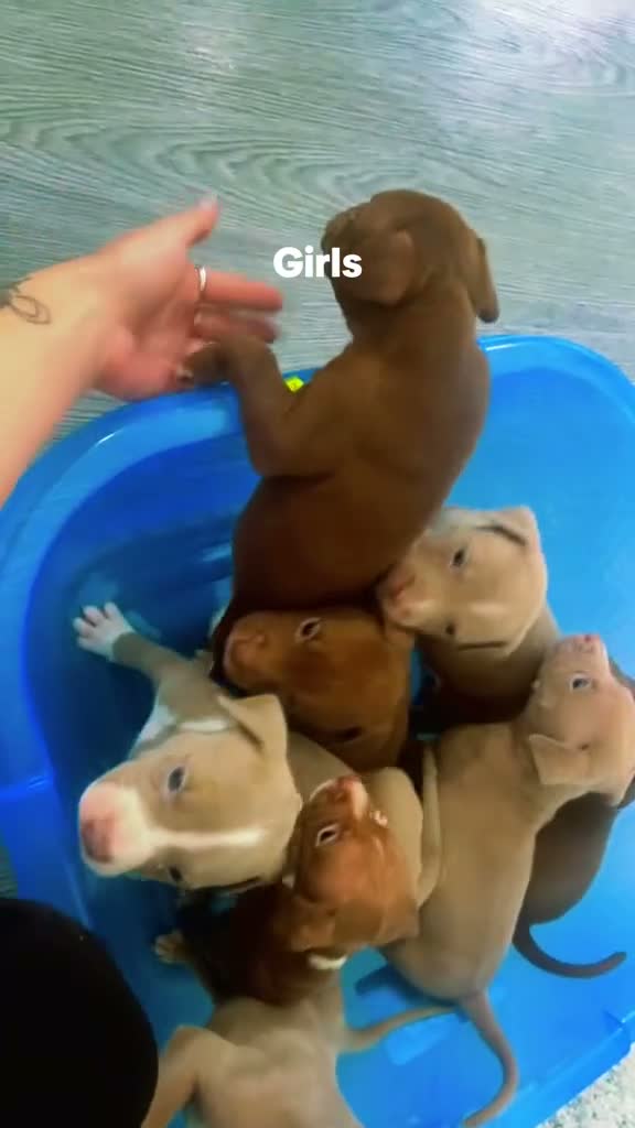 American Bully dogs for sale: Standard American Bully  - Video 1