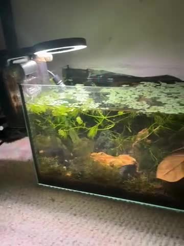 Shrimps fish for sale: Tank+plants+shrimp for sale  - Video 1