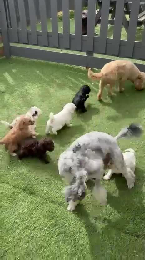 Cockapoo dogs for sale: 7 beautiful tiny cockapoos with the merle gene. - Video 1