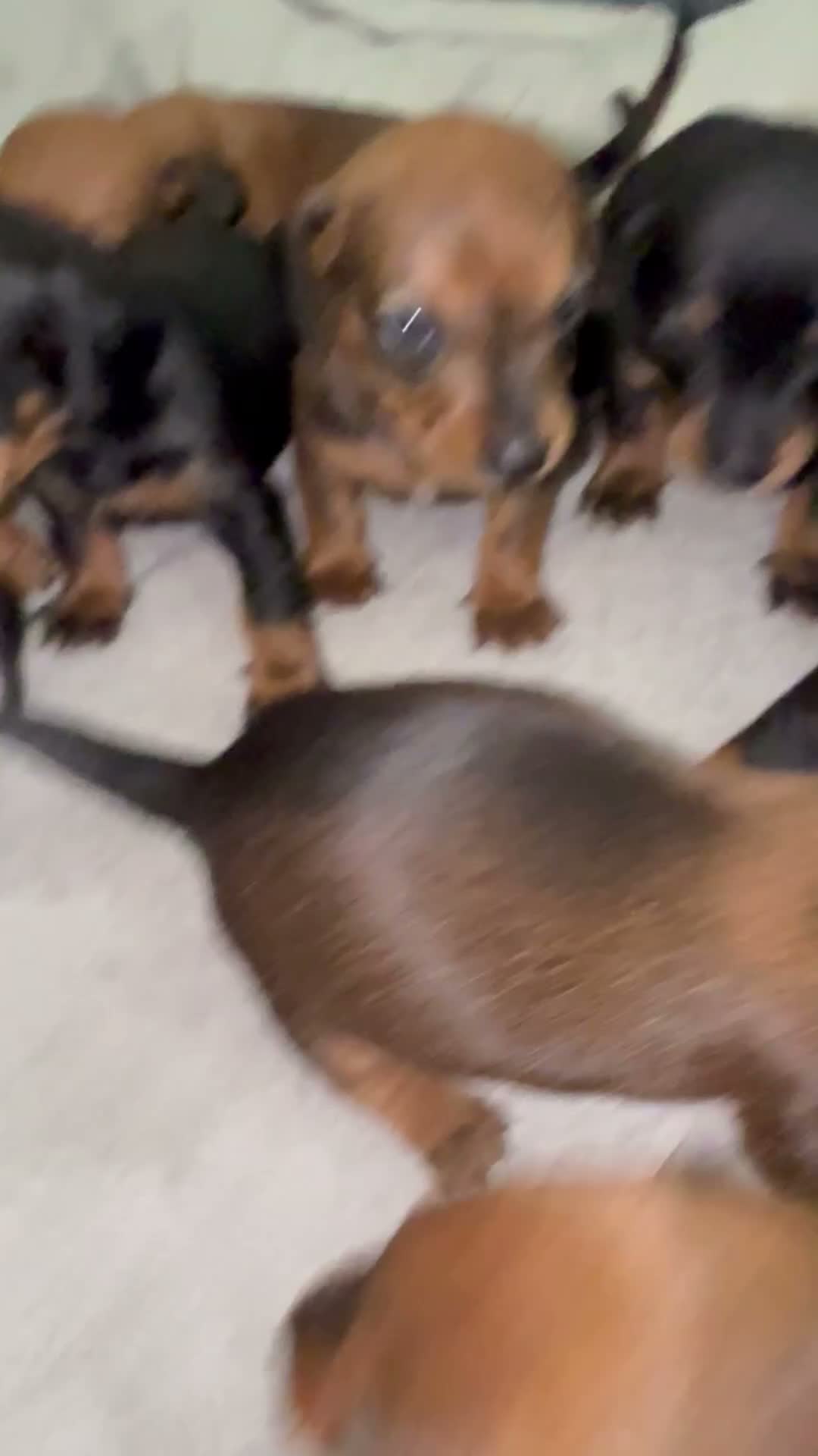 Dachshund dogs for sale: Dachshund puppies  - Video 2