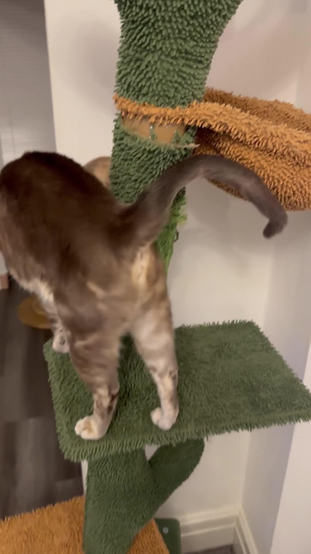 Bengal cats for sale: Beautiful Blue Girl  in Manchester - Video 2