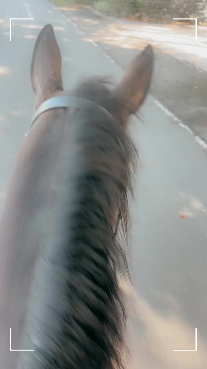 Irish Thoroughbred horses for sale: King 15.3hh aged 15 - Video 1