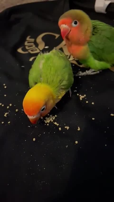 Lovebirds birds for sale: Beautiful hand-reared Fischer’s lovebirds  - Video 1