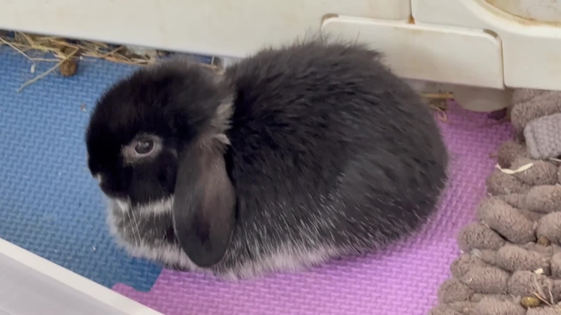 Mini Lop rabbits for sale: Gorgeous Mini Lop - Video 2