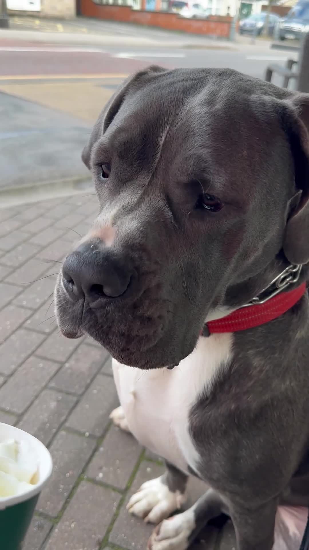 Mastiff dogs for sale: Mastiff dog ( Buddy )  - Video 1