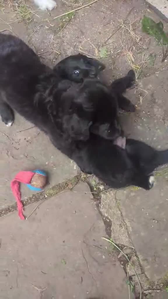 Mixed Breed dogs for adoption: 🌼 SWEET BUTTERCUP - LAST GIRL FROM THIS LITTER 🌼 in Bristol - Video 2