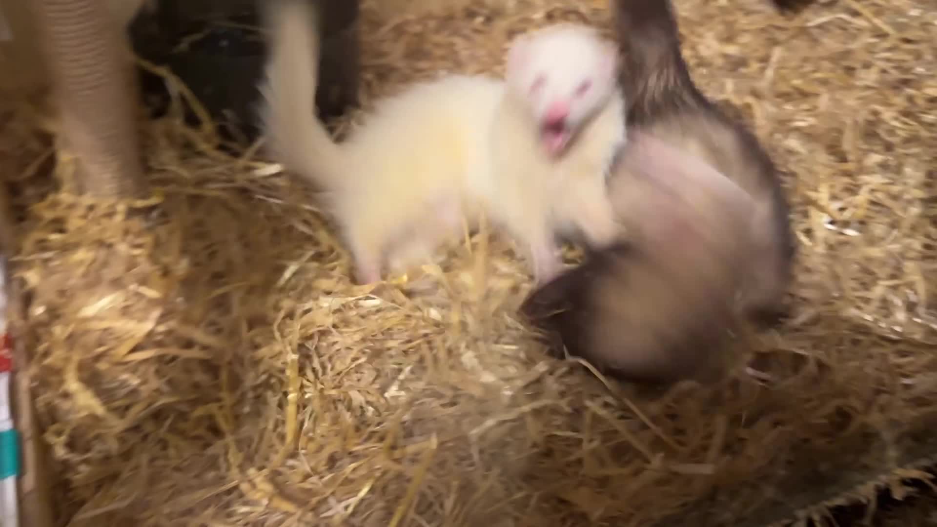 Ferret rodents for sale: Lovely ferrets for rehoming - Video 1
