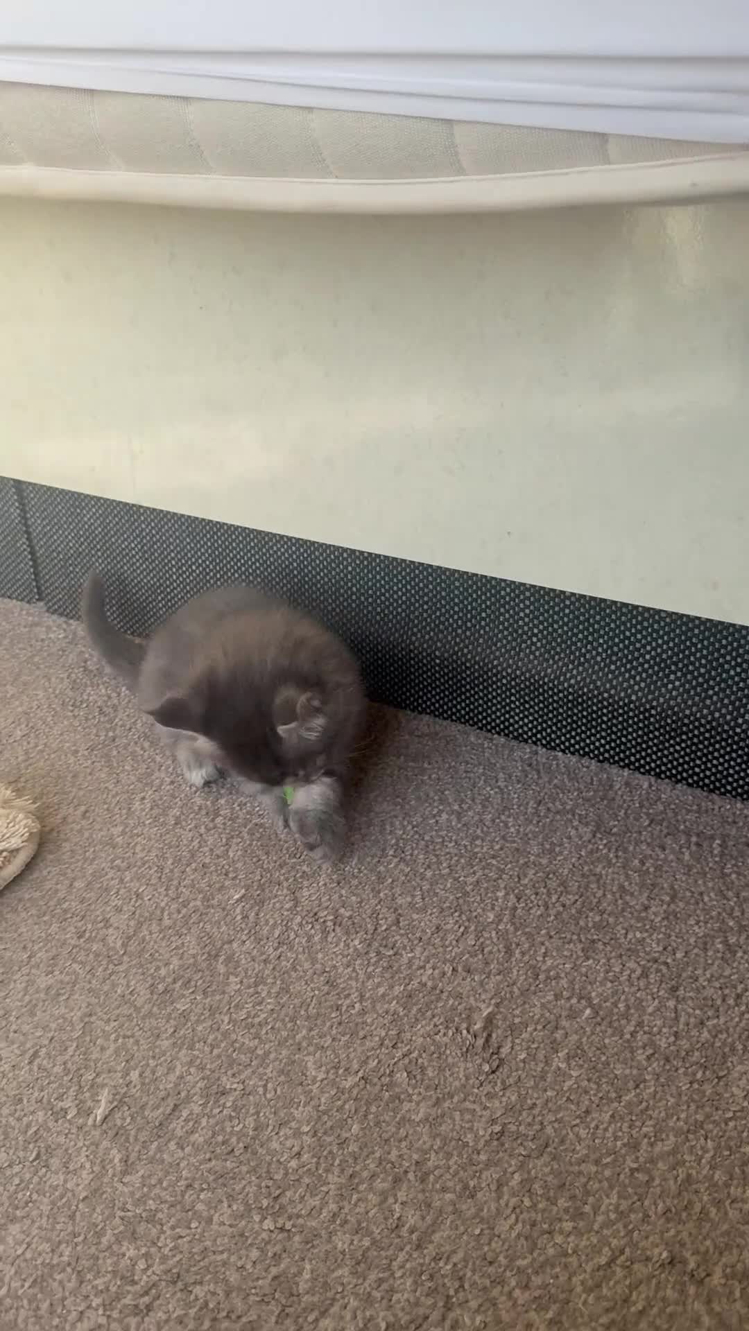 Maine Coon cats for sale: Pedigree maine coon kitten Romeo - Video 1