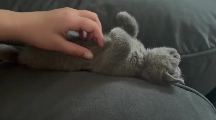 British Shorthair cats for sale: British Shorthair Kittens Available - Video 2