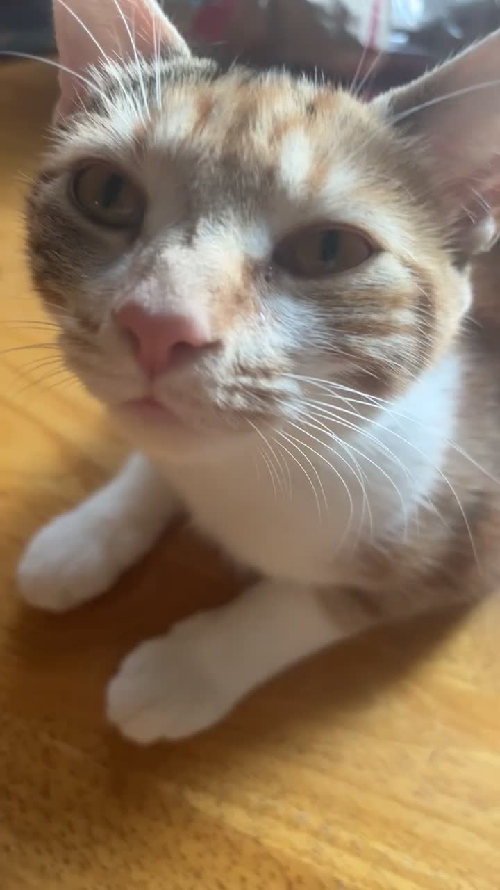 British Shorthair cats for sale: 2 year old Calico - Video 3