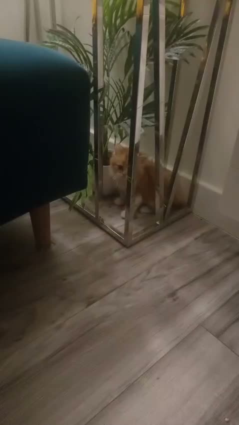 Persian cats for sale: Honey  - Video 1