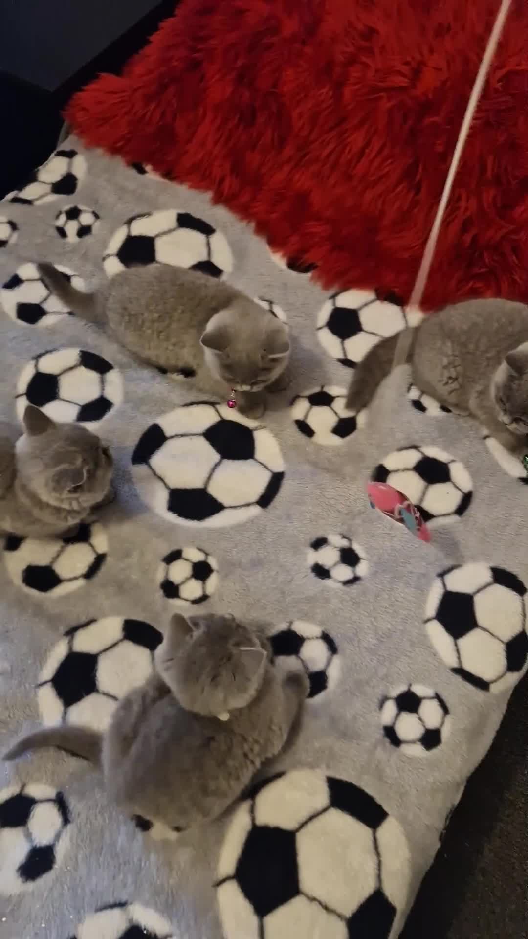 British Shorthair cats for sale: British shoort hair blue kittens for sale  - Video 1