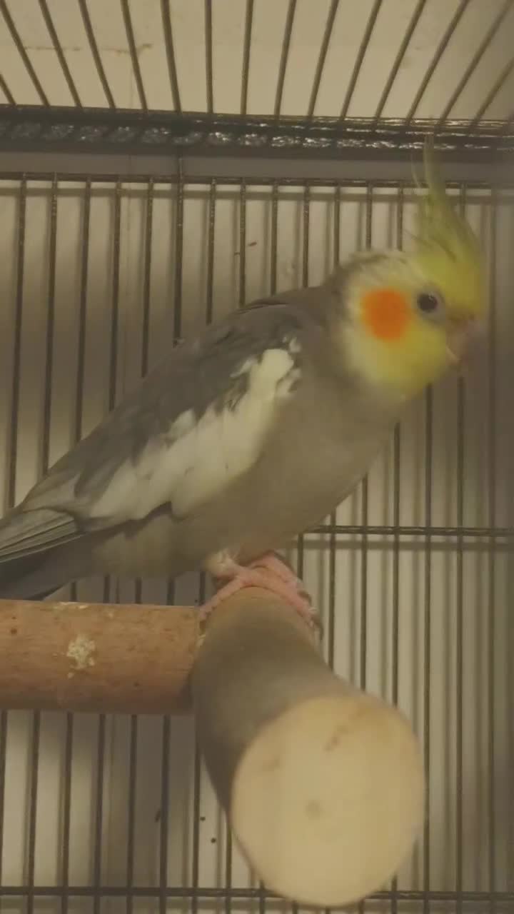 Cockatiels birds for sale: Pair of Cockatiels - Video 2