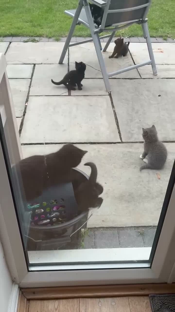 Mixed Breed cats for sale: 5 beautiful kittens  - Video 1