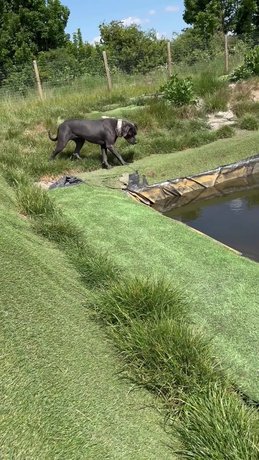 Cane Corso dogs for sale: Cane corso - Video 1