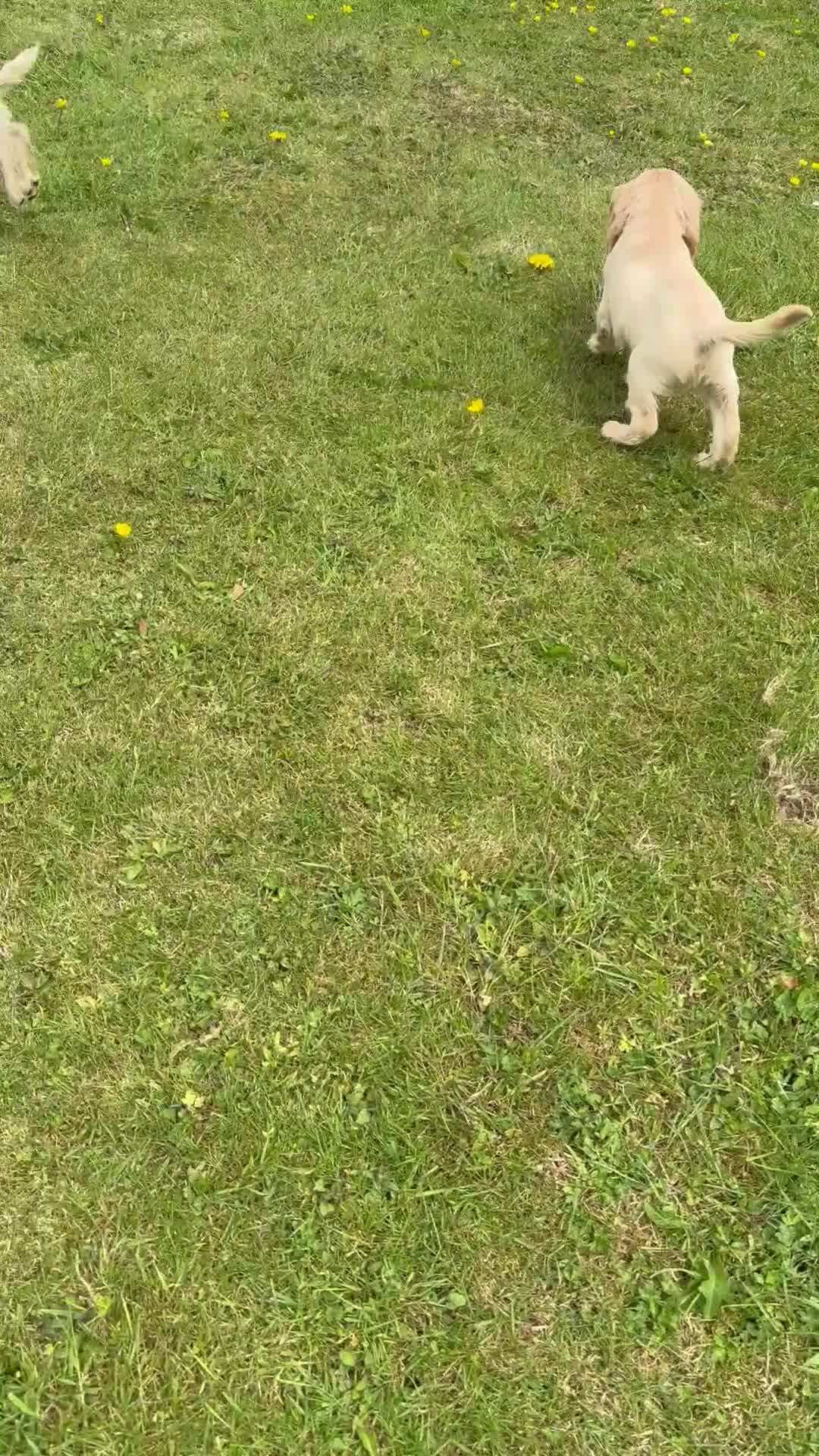 Cocker Spaniel dogs for sale: FULLY VACCINATED Black FEMALE cocker spaniel in Mold - Video 1