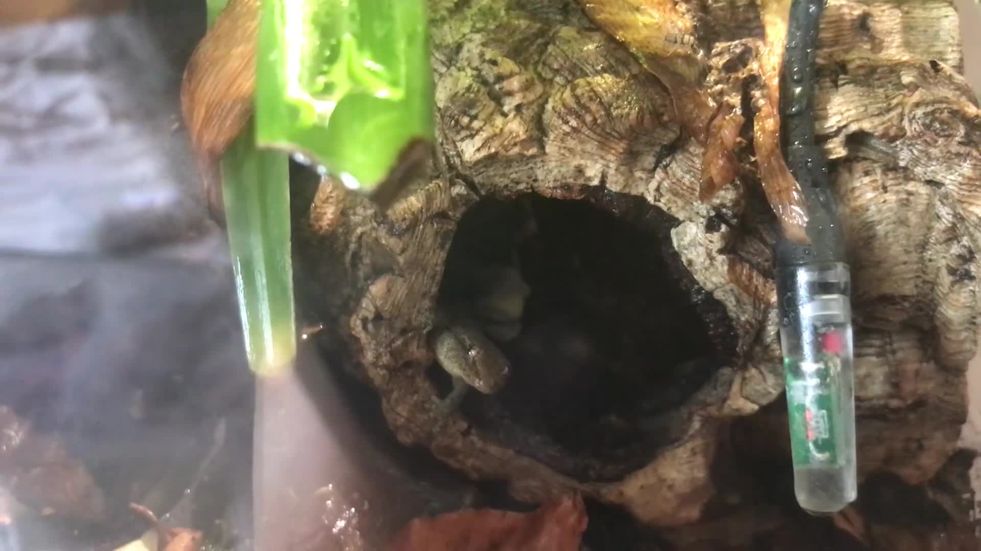 Gecko reptiles for sale: Mourning Geckos & Bioactive Tank - Video 2