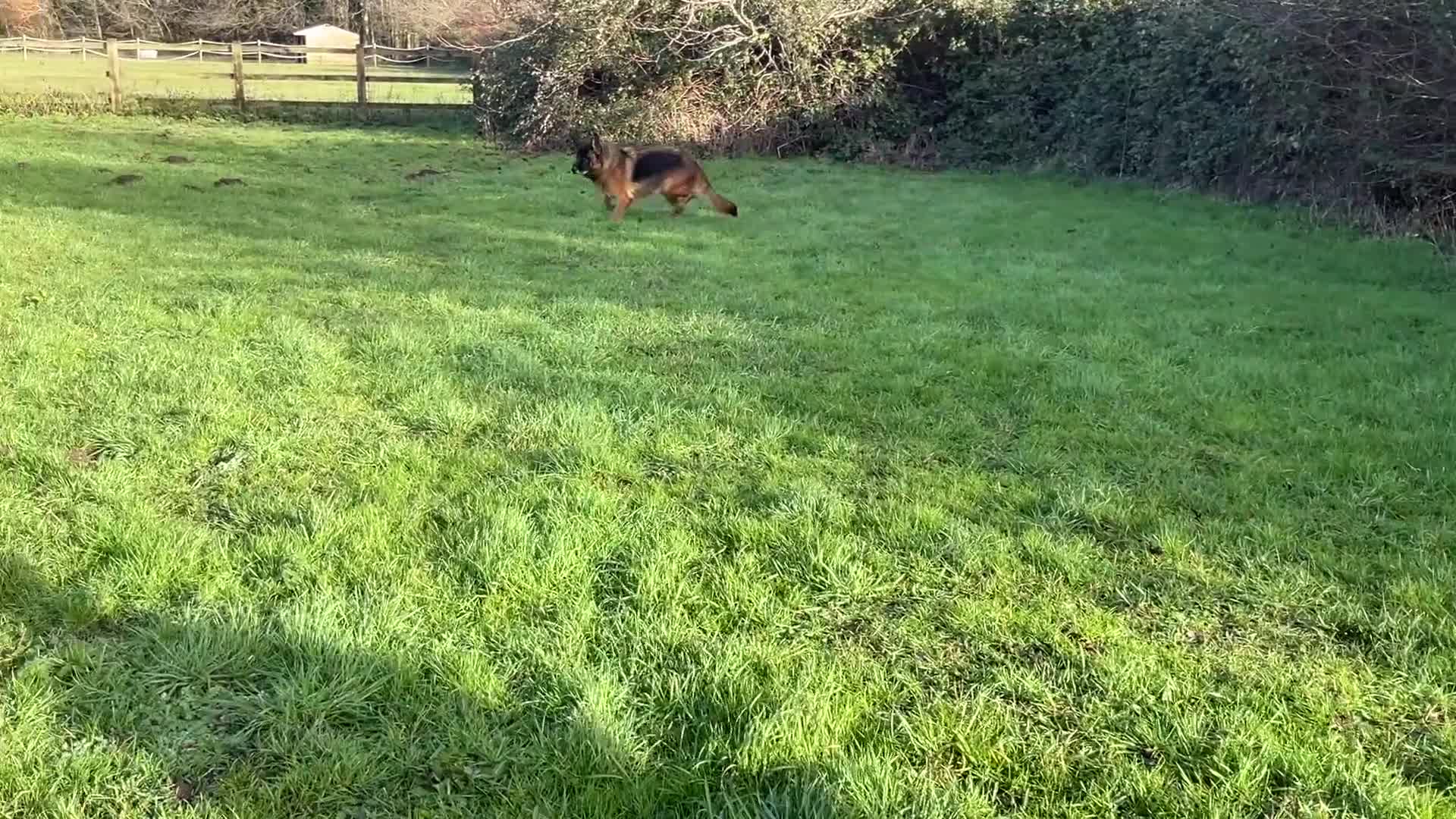 German Shepherd dogs for sale: 2 retired bitches looking for a loving home  - Video 1