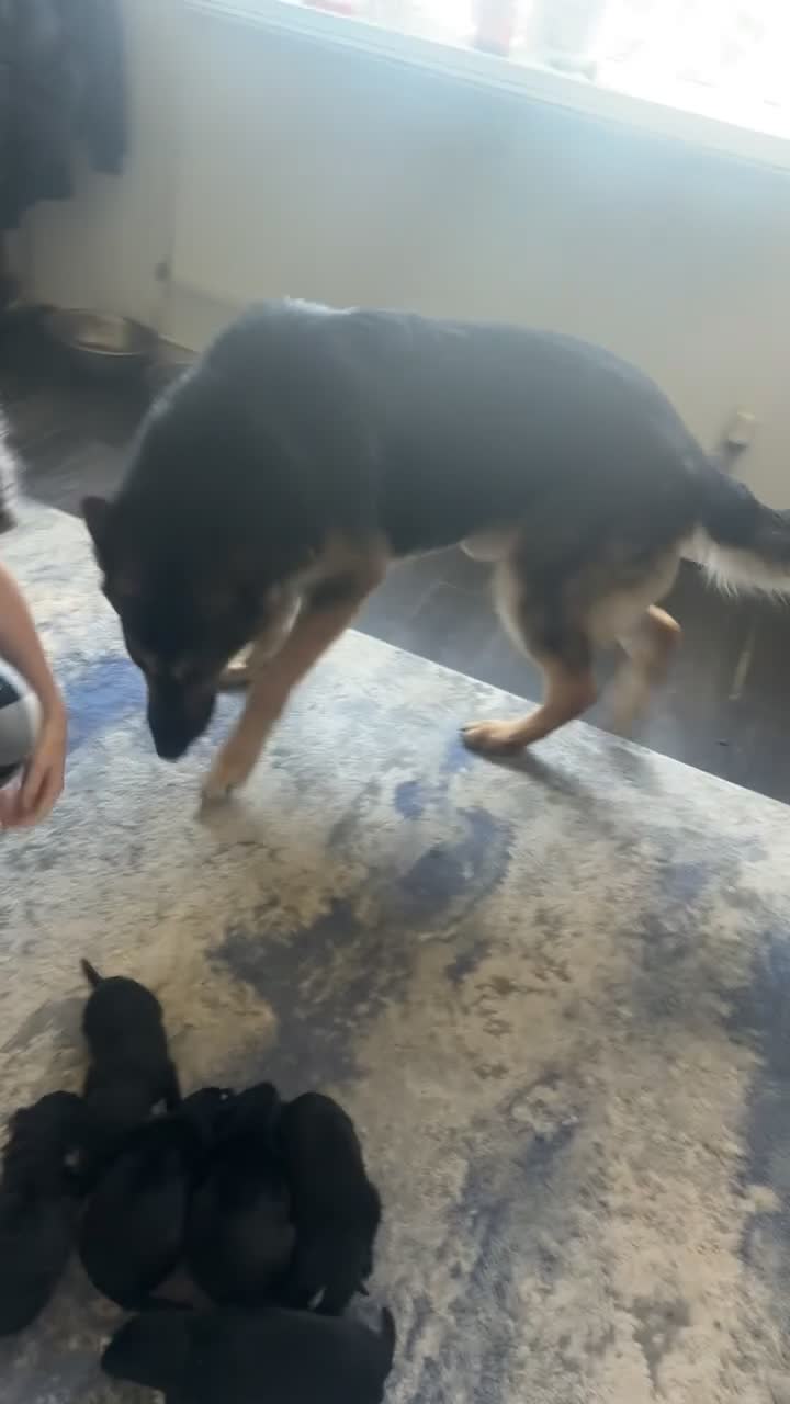 Mixed Breed dogs for sale: shollies - Video 1