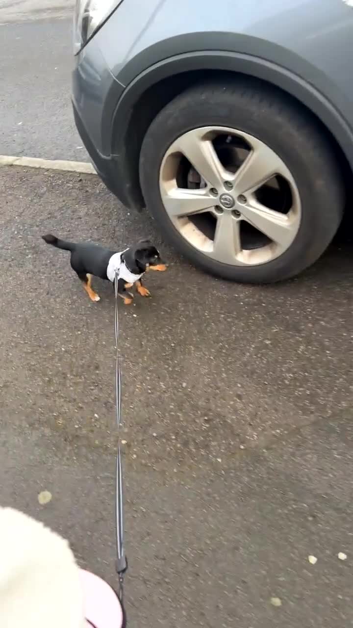 Jack Russell dogs for sale: Girl jack for sale  in Swansea - Video 1