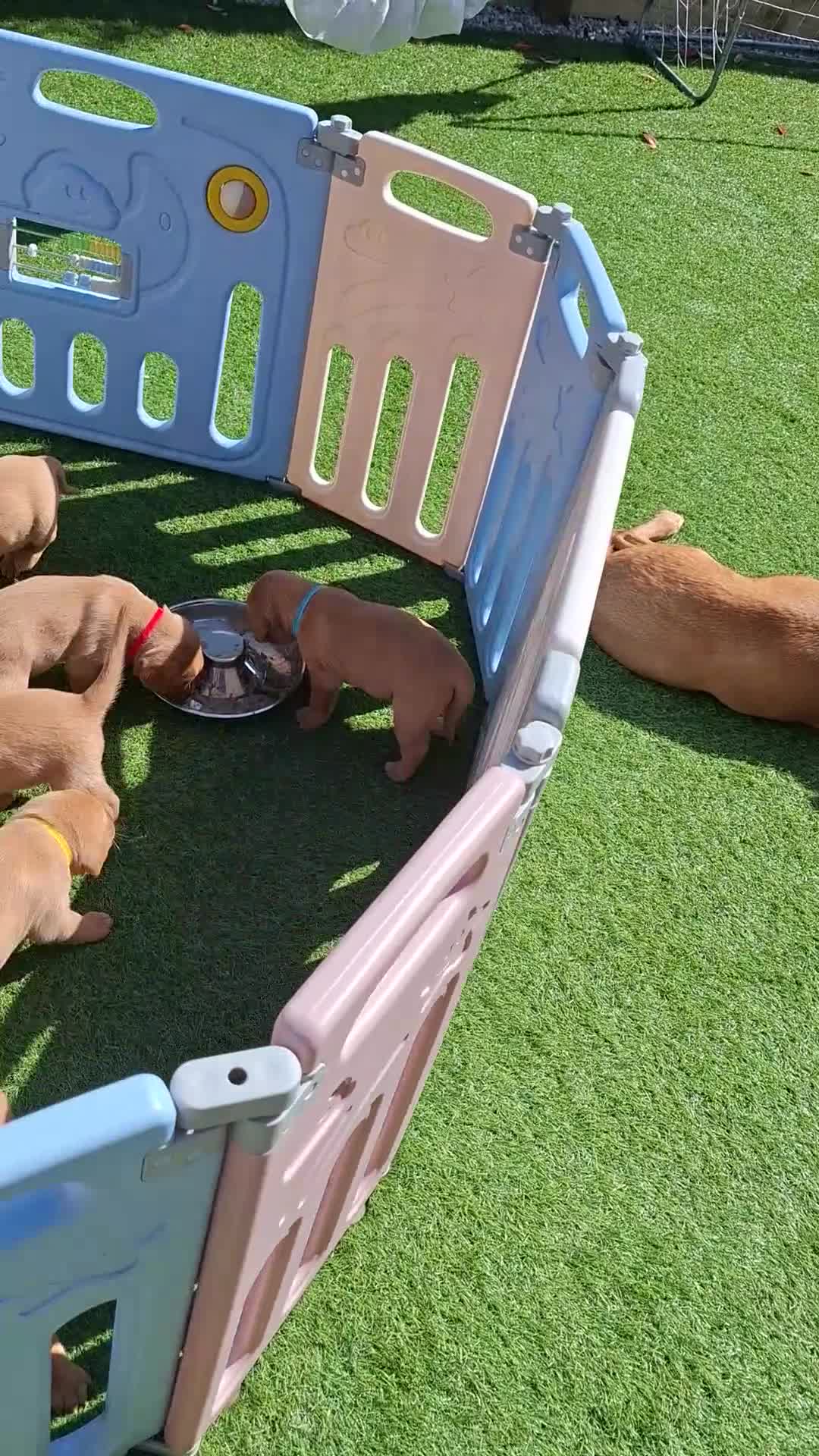 Labrador Retriever dogs for sale: Red fox Labrador puppies. 2 girls available  in Crewe - Video 2