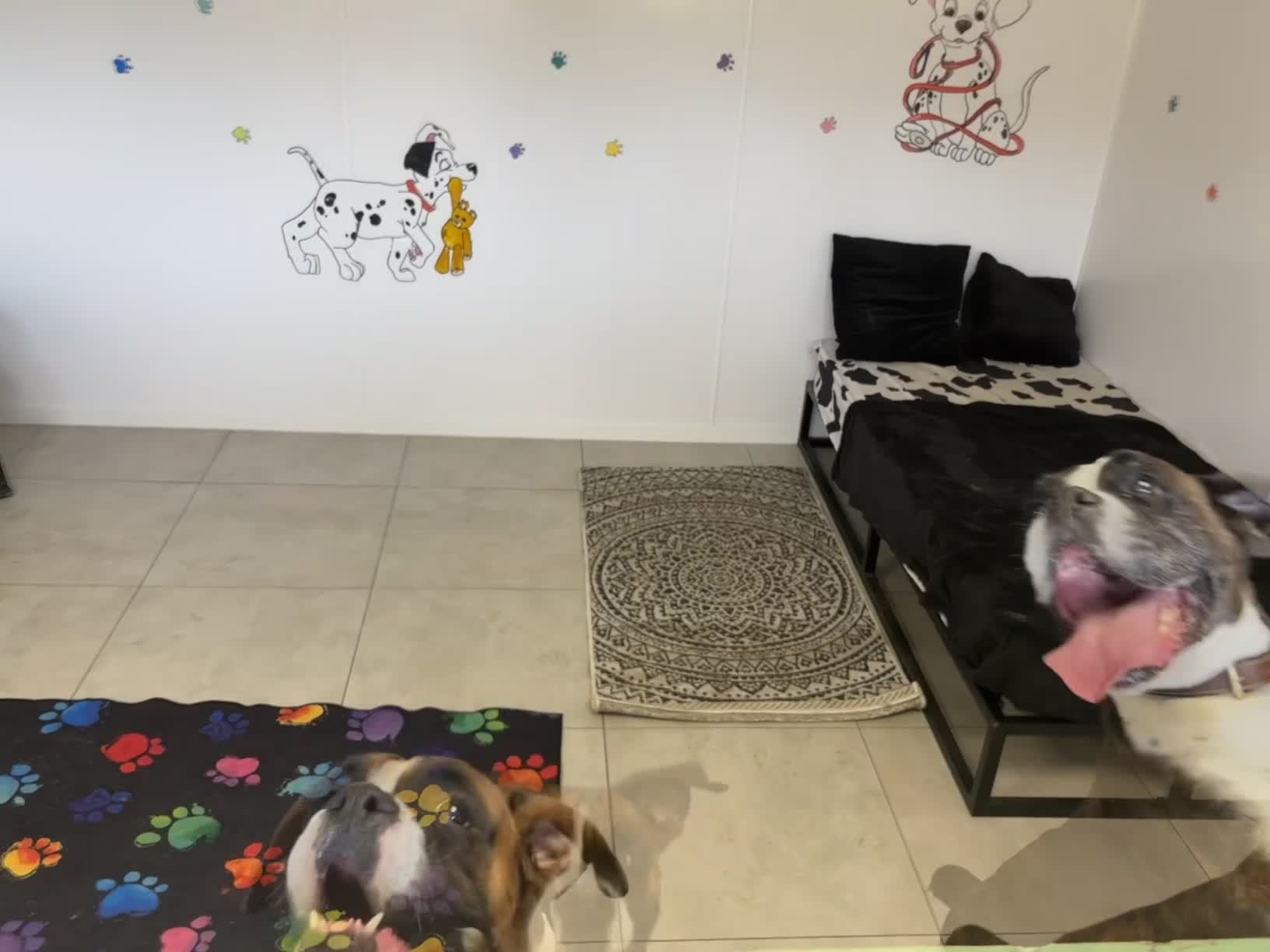 Boxer dogs for sale: Our Beautiful Boxer Dog Roxy is available - Video 1